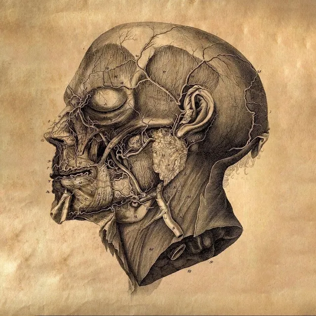 Анатомичес