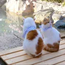 Удивительн