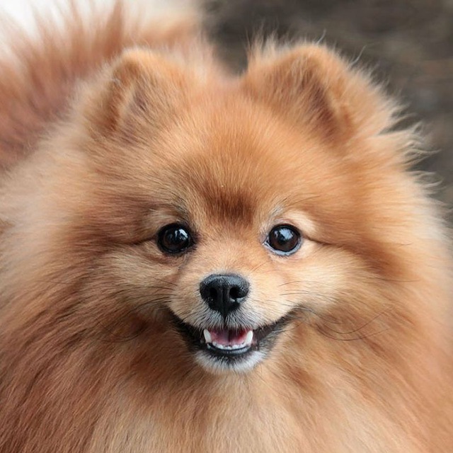 Породистые