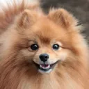 Породистые