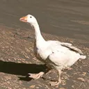 Центрально