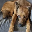 Репатриаци