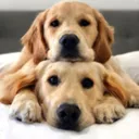 🌿🦉ВЕТАПТ