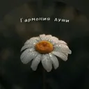 Гармония д
